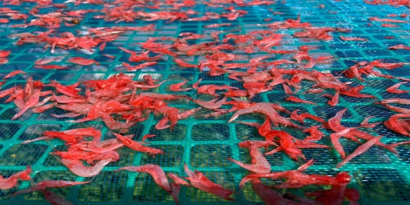 #Ecotiveช่วยชุมชน ผู้ประกอบการกุ้งแห้งบานา 